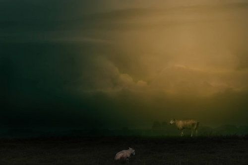 Niederländische Meister