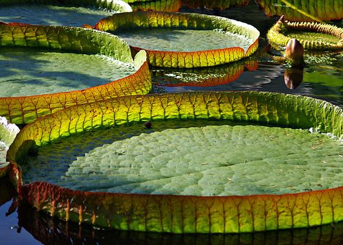 Riesen Seerosenblätter