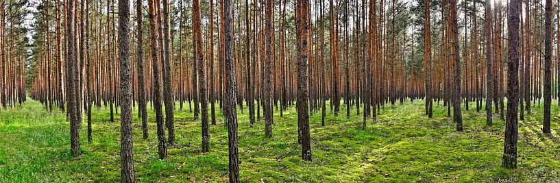 Dennenbos panorama van Ingo Laue