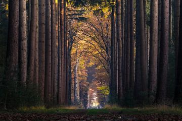 Avenue des arbres sur Hans Brasz