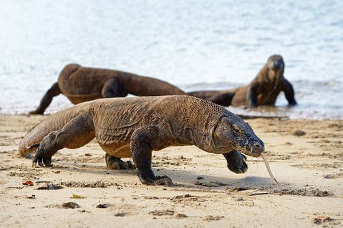 Komodo dragons on the beach