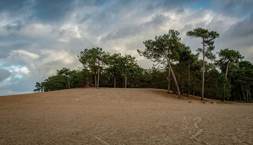 Landschaft Loonse und Drunense Dünen von Marjolein van Middelkoop