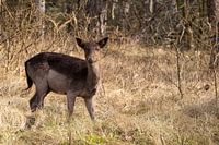 Deer in the woods
