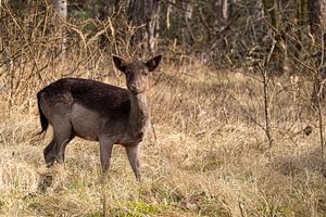 Chevreuil dans les bois