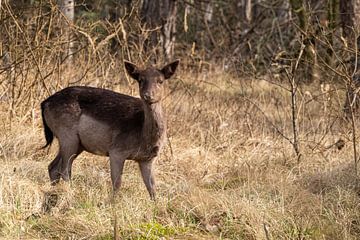 Deer in the woods by Annelies Cranendonk