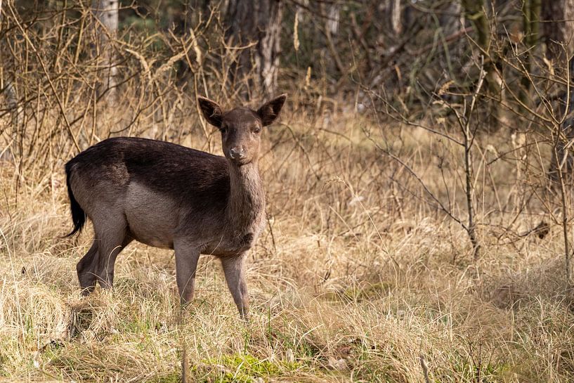 Hert in het bos van Annelies Cranendonk