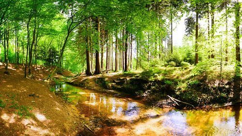 Forest with brook by Günter Albers