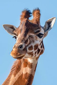 Portrait de girafe en noir et blanc sur Marjolein van Middelkoop