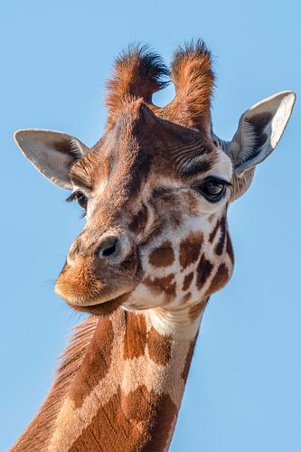 Portrait giraffe in black and white