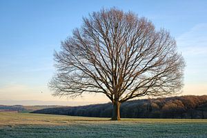 Baum im Feld von Johan Vanbockryck