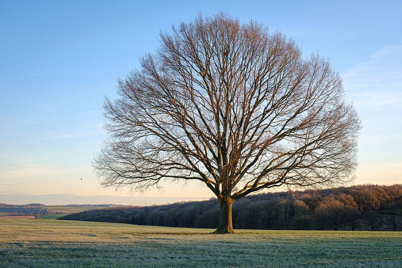 Un arbre dans un champ par Johan Vanbockryck