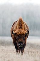 Staring contest with a large Wisent bull