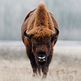 Staring contest with a large Wisent bull by Patrick van Os