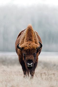 Staring contest with a large Wisent bull