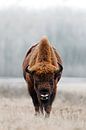 Staring contest with a large Wisent bull by Patrick van Os thumbnail