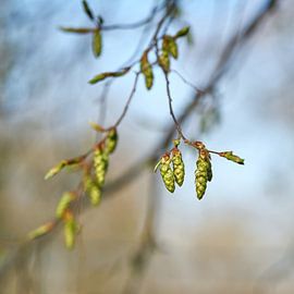 Knospen einer Hainbuche, Carpinus betulus im Frühling