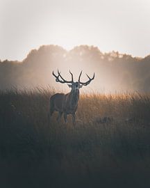 KING OF THE FOREST van Remco Petersen Photography