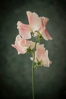 Lathyrus oder Ziererbse vor grünem Hintergrund