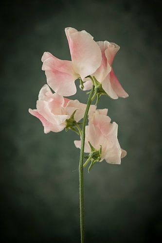 Lathyrus oder Ziererbse vor grünem Hintergrund von Mevrouw KiekkieK
