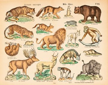 Antieke schoolplaat met wilde dieren ca. 1875 van Studio Wunderkammer