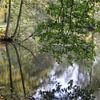 Baum-Spiegelung im Herbst in der Saale in Bad Kissingen von Martin Flechsig