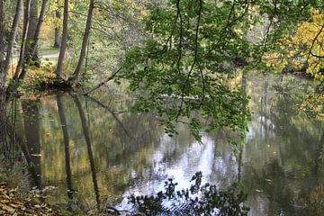 Baum-Spiegelung im Herbst in der Saale in Bad Kissingen