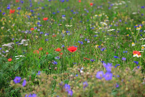 Summer meadow picturesque