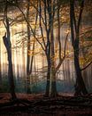 Dutch Delight by Alex Riemslag thumbnail
