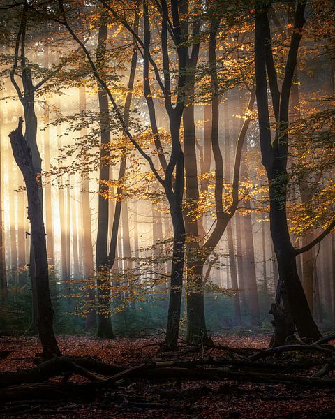Dutch Delight by Alex Riemslag
