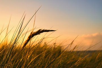 Grass on a dune on the coast at sunset. Nature photo during a hike on the Baltic Sea. by Martin Köbsch
