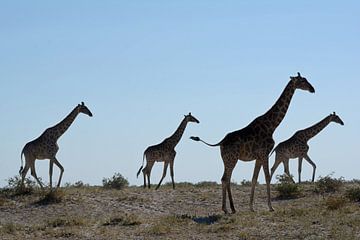 GIRAFFES 1 by Miroslav Ptacek