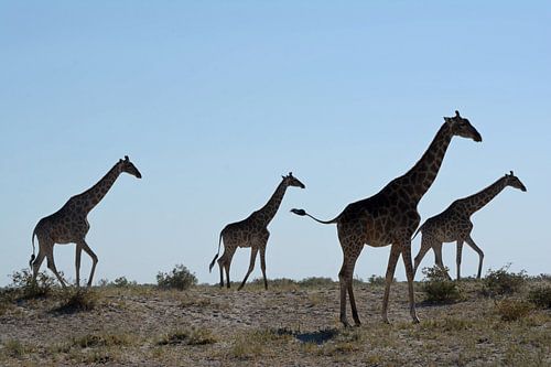 GIRAFFES 1