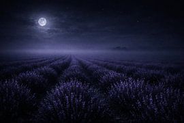 Champ de lavande au clair de lune – Une nuit mystique en Provence sur ButterflyPix