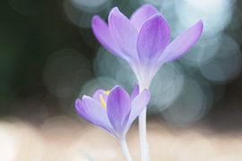Crocuses against a bokeh background by Astrid Brouwers