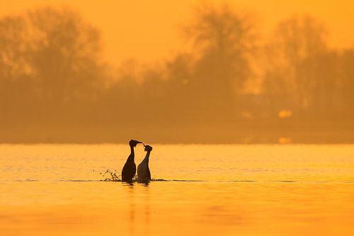 Grèbes huppés sur le lac