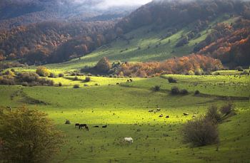 Magnifique paysage automnal brumeux dans la Garrotxa, en Catalogne