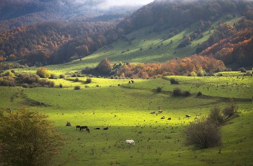Wunderschöne herbstliche Nebellandschaft in der Garrotxa, Katalonien
