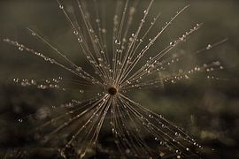 Een gevallen paardenbloem pluisje van Marjolijn van den Berg