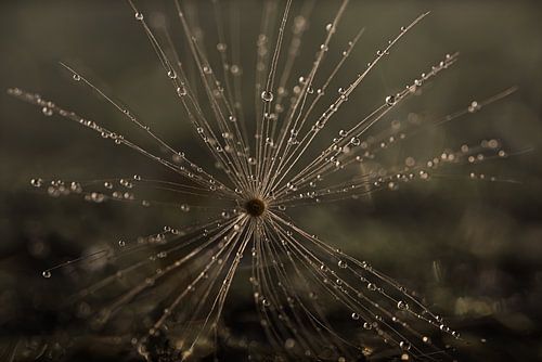 Een gevallen paardenbloem pluisje