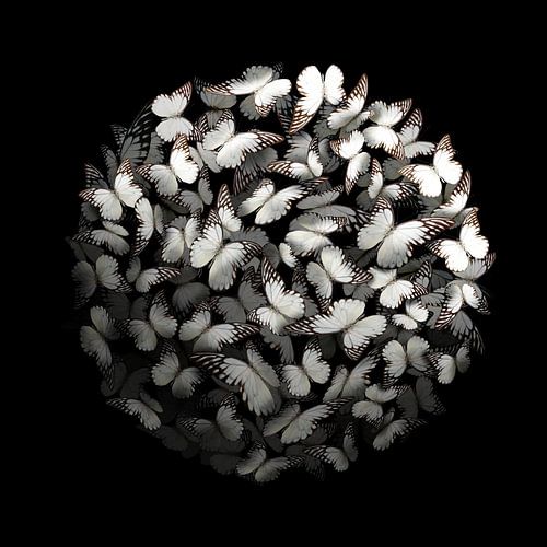 Morphogène : Blanc II