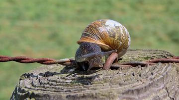 Macro d'un escargot. sur GeoMoments