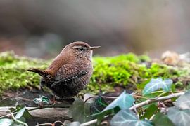 wren by bryan van willigen