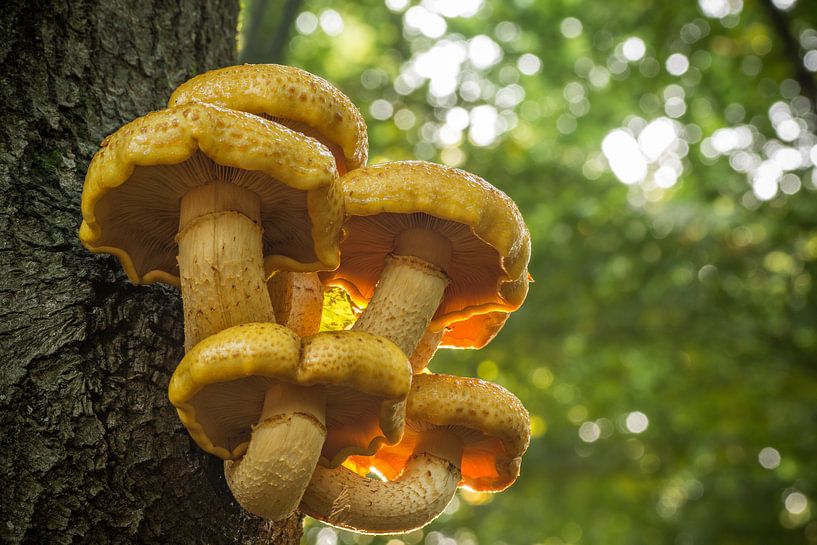 Pholiota aurivella Mushrooms  by Peter Karels