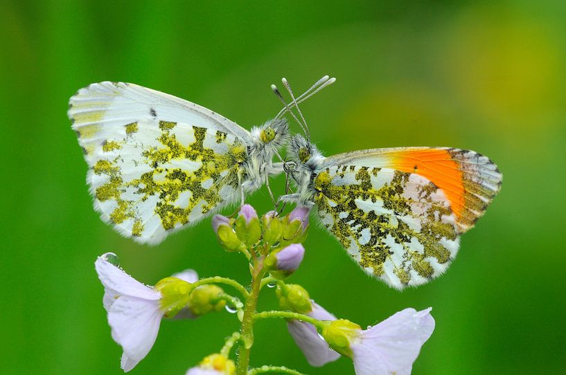 Butterflies, Orange tip by Paul van Gaalen, natuurfotograaf