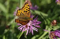 Kleine paarlemoervlinder vlinder van Anja Bagunk thumbnail