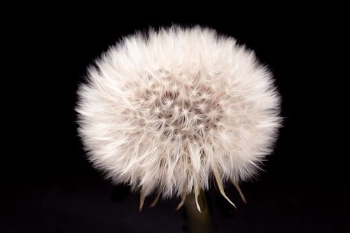 Soft Dandelion