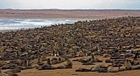 Wild life - seal colony at Cape Cross