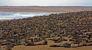 Zehntausende Robben am Cape Cross in Namibia von WeltReisender Magazin