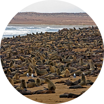 Tienduizenden zeehonden bij Cape Cross in Namibië van WeltReisender Magazin