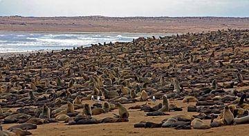 Tienduizenden zeehonden bij Cape Cross in Namibië van Ingo Paszkowsky